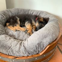 "Handcrafted wine barrel dog bed made from recycled oak barrels, featuring a curved design – eco-friendly pet furniture with rustic charm"