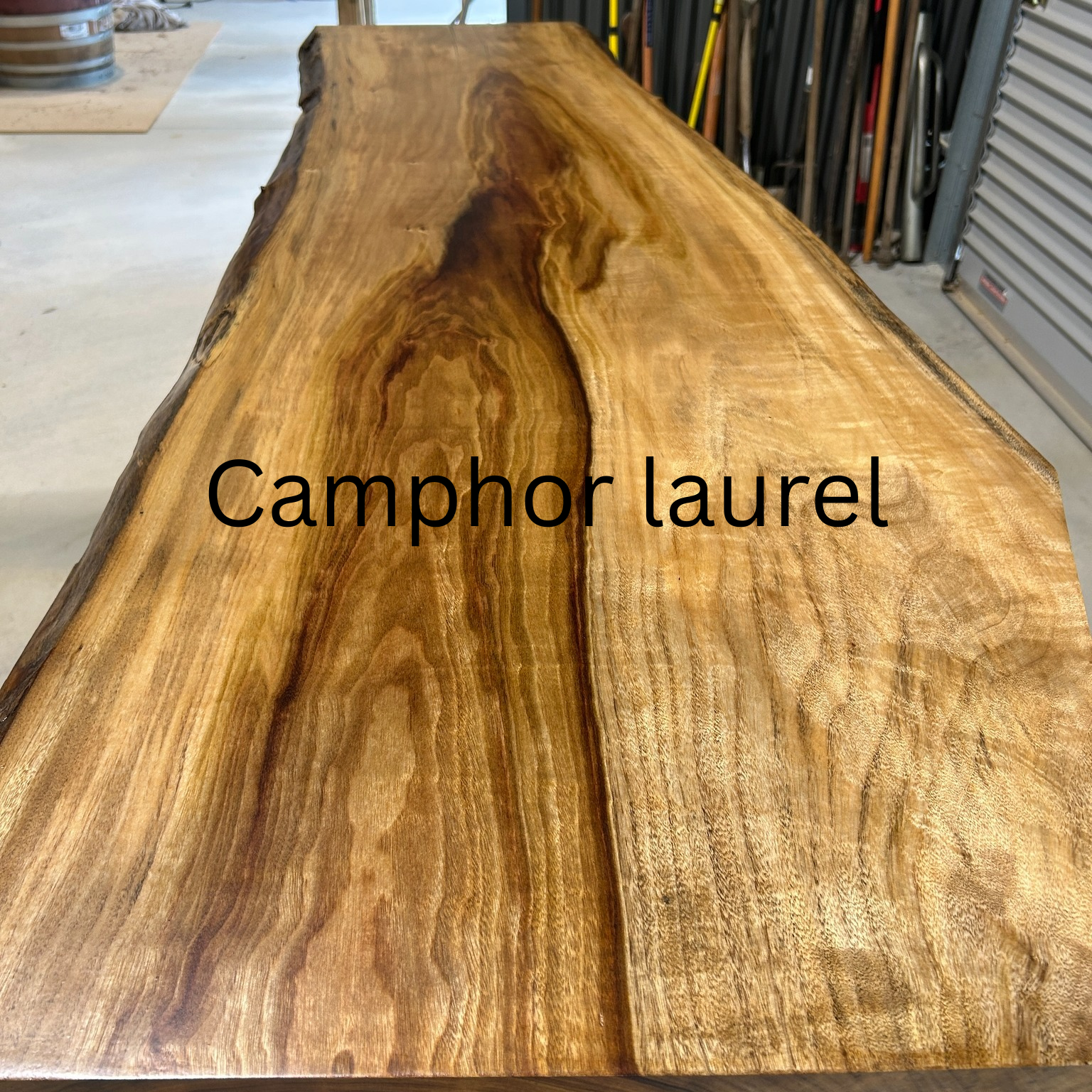 Camphor laurel wood slab with visible grain and texture in a workshop setting.